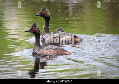 Two eared grebes with a duckling on the back. Stock Photo