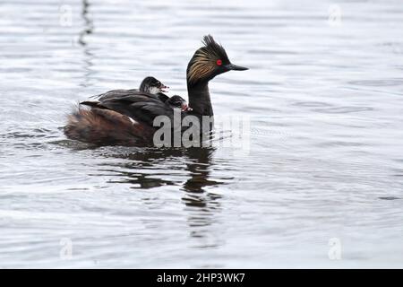 An eared grebe with two chicks on its back. Stock Photo