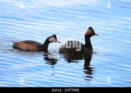 A family of eared grebes with a chick on the back. Stock Photo