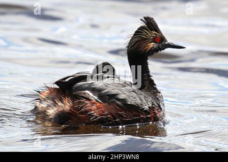 Closeup view of an eared grebe with a chick on its back. Stock Photo