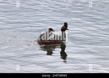 An immature grebe climbing on the back of an adult. Stock Photo