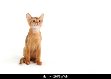 Abyssinian ginger cat sits on a white background. High quality photo Stock Photo