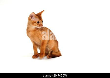 Abyssinian ginger cat sits on a white background. High quality photo Stock Photo
