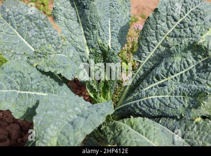 Kale cabbage. Tuscan kale or black kale plant. Winter cabbage also known as italian kale or lacinato growth in row. Ogranic cabbage mediterranean gard