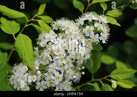 White flowering shrub background. Spiraea bush of the soft white flowers under the spring sun . Stock Photo