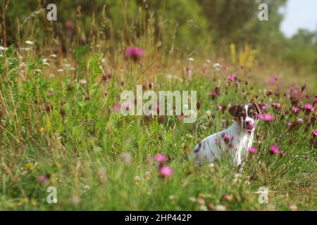 Jack Russell terrier puppy on meadow, pink carnation flowers around. Stock Photo