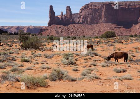 Scenic view of a red-sand desert with horses grazing the small plants Stock Photo