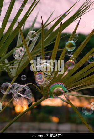 Soap bubble Stock Photo
