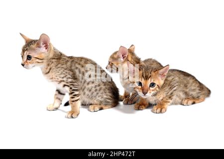 Three purebred kittens sit on a white background. High quality photo Stock Photo