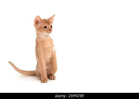 Abyssinian ginger cat sits on a white background. High quality photo Stock Photo