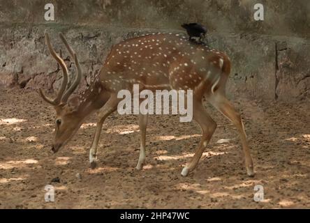 Chital Spotted Deer The chital also known as spotted deer. The point is the herd of deer Stock Photo