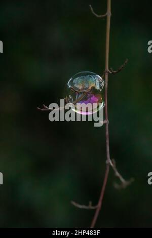 Soap bubble Stock Photo
