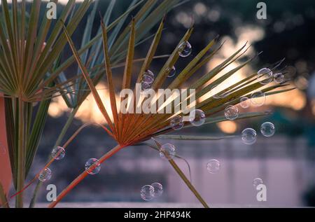 Soap bubble Stock Photo