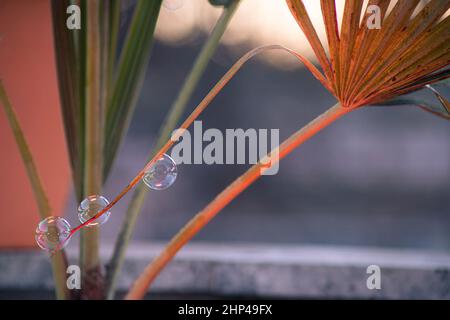 Soap bubble Stock Photo
