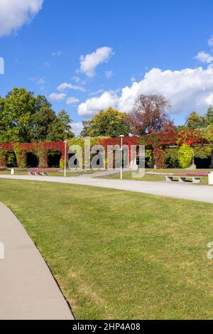 Pergola in Wroclaw on an autumn sunny day, colorful leaves of virginia creeper on a background of blue sky, Wroclaw, Poland Stock Photo