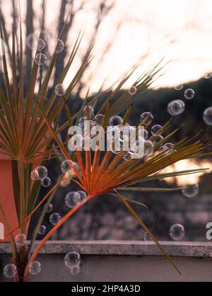 Soap bubble Stock Photo