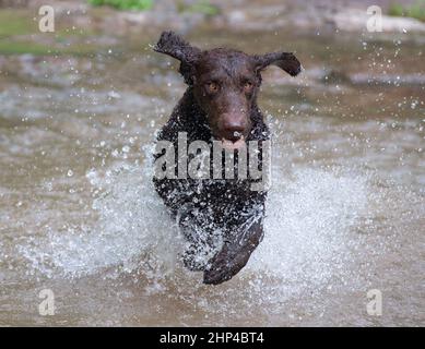 dog running through creek with splashing water Stock Photo