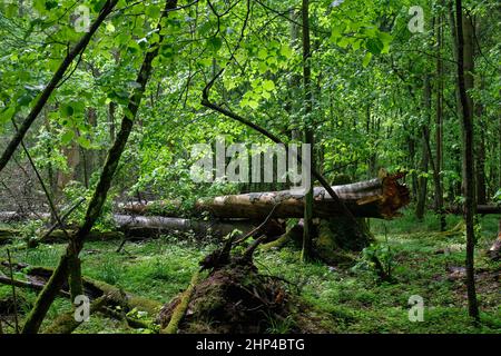 Old natural deciduous stand with old hornbeam tree and broken one lying next to rain after, Bialowieza Forest, Poland, Europe Stock Photo