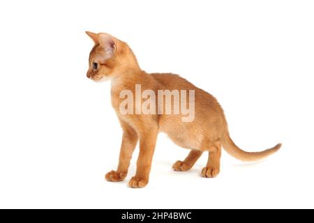 Abyssinian ginger cat crouched on a white background. High quality photo