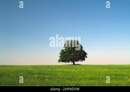 United Kingdom. England. Lone tree on grassy hilltop. Stock Photo