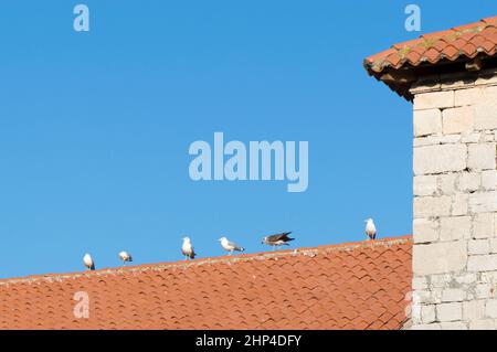 Seagulls on the rooftop with red tiles, against clear blue sky, in Croatia Stock Photo
