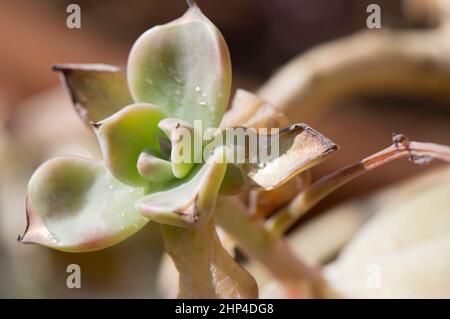 crown of thorns succulent Crown of Thorns ‘Sunset Splendor’ For Sale – Logee's Plants