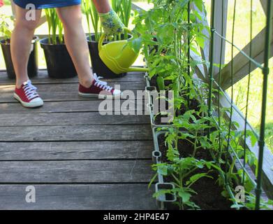 Women gardener watering plants. Container vegetables gardening. Vegetable garden on a terrace. Flower, tomatoes growing in container . Stock Photo
