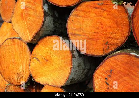 Chopped and stacked up dry firewood at the countryside. Stock pile of timber, chopped down trees Stock Photo