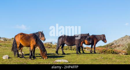 Wild horses pasturing at the mountains in the north of Portugal. Serra do Geres Stock Photo