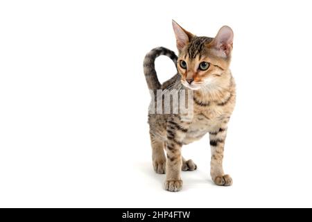 A striped purebred smooth-haired cat stands on a white background. High quality photo Stock Photo