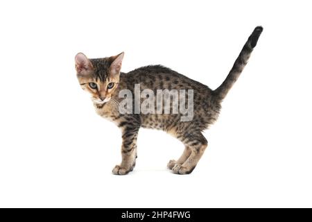 A striped purebred smooth-haired cat stands on a white background. High quality photo Stock Photo