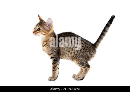 A striped purebred smooth-haired cat stands on a white background. High quality photo Stock Photo