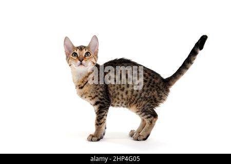 A spotted purebred smooth-haired cat stands on a white background. High quality photo Stock Photo