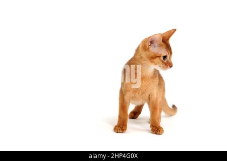 Abyssinian ginger cat stands on a white background. High quality photo Stock Photo