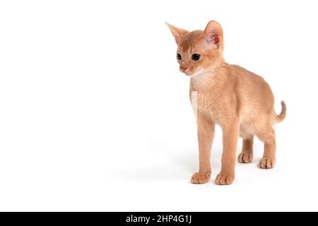 Abyssinian ginger cat stands on a white background. High quality photo Stock Photo
