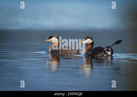 Two red-necked grebes (podiceps grisegena} swim in open water on Fernan Lake in north Idaho. Stock Photo