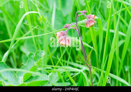 A beautiful, small wild flower close-up, against a green background of a defocused forest clearing. Selective focus Stock Photo