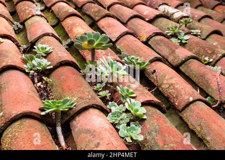 Red tiled roof at Masca on Tenerife in the Canary Islands Stock Photo