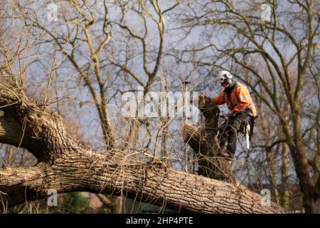 Tree surgeons work to clear a fallen tree in Spencer Park, Battersea, south west London, caused by Storm Eunice. Picture date: Friday February 18, 2022. Stock Photo