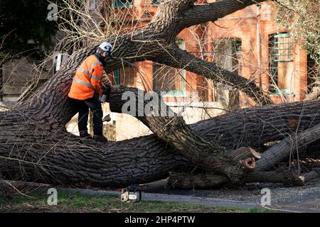 Tree surgeons work to clear a fallen tree in Spencer Park, Battersea, south west London, caused by Storm Eunice. Picture date: Friday February 18, 2022. Stock Photo