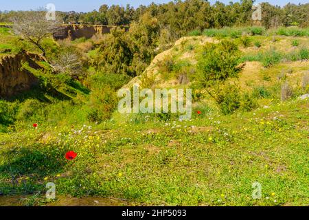 View of red anemone flowers, the Gerar valley, and landscape of the Beeri Forest, Northern Negev Desert, Southern Israel Stock Photo