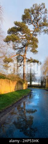 Imposing tree and reflection in Lower Radley, sunrise m1 Stock Photo