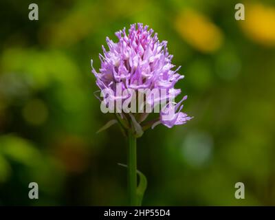 Closeup of a globe orchid (Traunsteinera globosa) on a sunny day in summer in the Austrian Alps Stock Photo