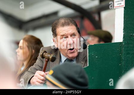 Auctioneer in the rostrum selling at a livestock sale, Hawes, North Yorkshire, UK. Stock Photo