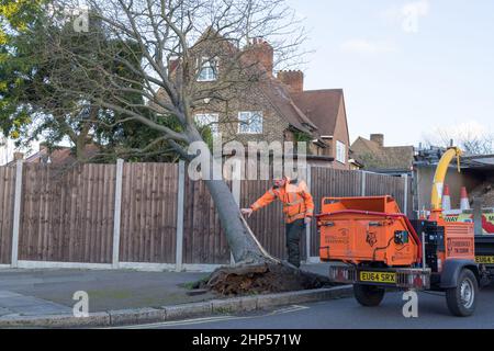 London, UK. 18th February 2022. UK Weather. Storm Eunice uprooted large tree falling into garden fence. a Tree surgeon inspect a fallen tree  on the road side.  Credit: Xiu Bao/Alamy Live News Stock Photo