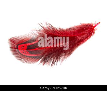 Bright red feather elegant isolated on the white background Stock Photo