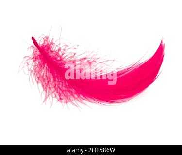 Bright pink feather elegant isolated on the white background Stock Photo