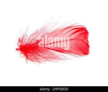 Bright red feather elegant isolated on the white background Stock Photo