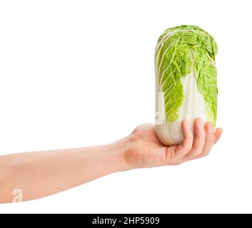chinese cabbage in hand path isolated on white Stock Photo