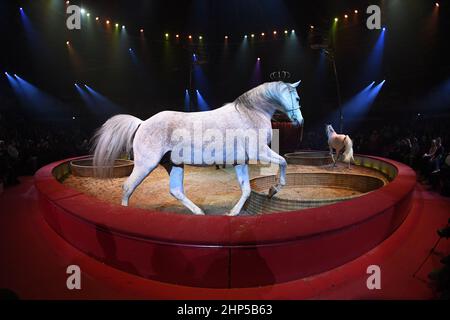 Munich, Germany. 18th Feb, 2022. Horses are seen in the ring at the press performance of the Circus Krone premiere 'New Memories' in Munich's Kronebau. Credit: Felix Hörhager/dpa/Alamy Live News Stock Photo